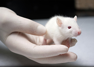 esball肿瘤药效尝试顺利通过江苏省FDA审查