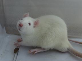 esball(中国区)官方网站