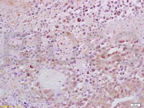 esball(中国区)官方网站