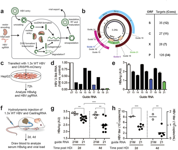 攻克乙肝不是梦，基因编纂靶向“剪怯妆乙肝病毒