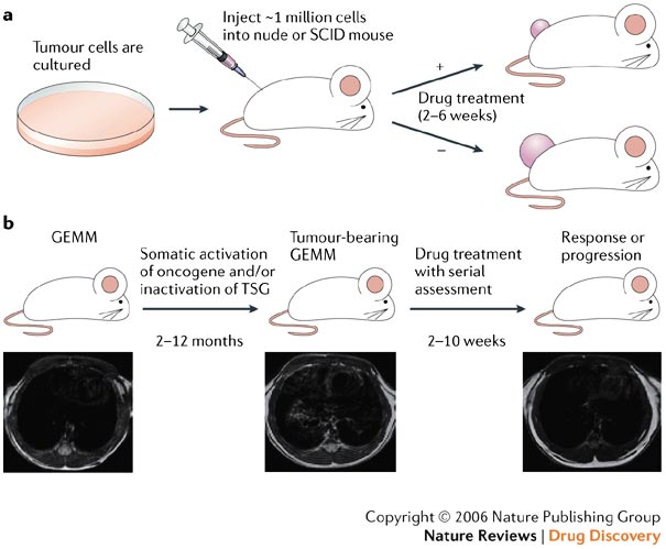 幼鼠肿瘤模型构建公司