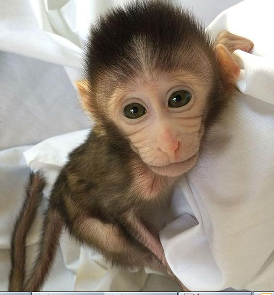转基因猴成攻克自关症利剑，首个非人灵长类自关症模型成立