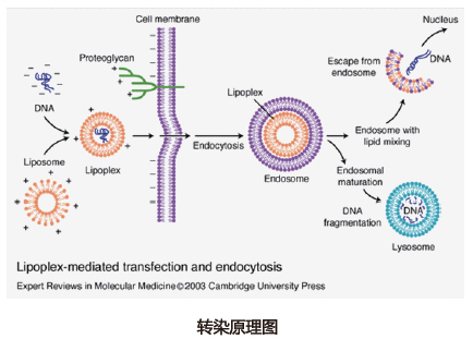 细胞转染道理图
