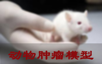 幼鼠肿瘤模型