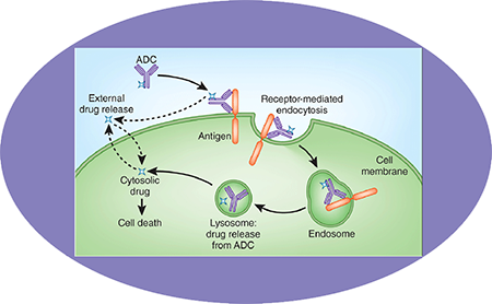 esballADC临床前服务之ADC作用机造