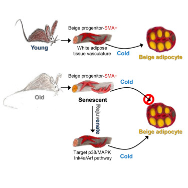 esball(中国区)官方网站