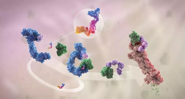 蛋白降解剂（多色）结合了1个靶蛋白（绿色）和1个E3泛素衔接酶（蓝色），驱动基于蛋白酶体（橙色）的靶蛋白泛素化（紫色）和降解。