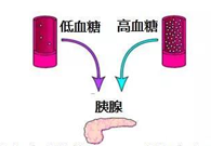 调节血糖稳态，GK负沉前行