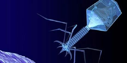 噬菌体疗法、溶瘤病毒，以及构建细胞表白载体的病毒转染因子等都体现出病毒对人类善良和善的一面