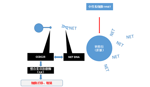 除了单纯的捕获，NET DNA与CCDC-25的结合还加强了癌细胞的侵袭行为，推进了癌症的肝转移。