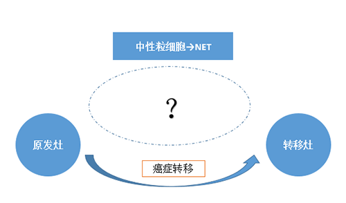 NET可能会通过某些方式“捕获”或“唤醒”癌细胞，从而造成癌细胞的迁徙。