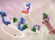 LYTAC出世，与PROTAC并肩作战针对不成成药的靶点