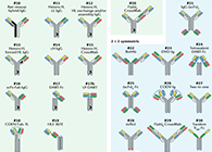 【云回首】理论、律例、实际，三位一体解说双抗的生物分析
