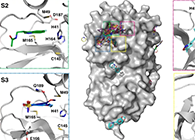 【Nature子刊】国际团队结合力量，加快基于COVID-19结构的药物设计！