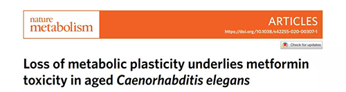 在线虫和人类原代细胞中，当在其寿命晚期提供二甲双胍时，二甲双胍会缩短寿命，这与二甲双胍在年轻生物体中的积极作用相反。