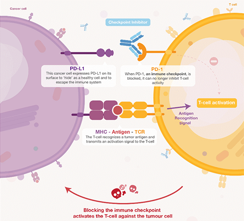 饿了吗？饿一饿原来能够辅助PD-1抑造剂肿瘤免疫医治 