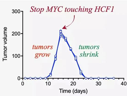 能够“消融”肿瘤的蛋白质，你肯定没有听说过！