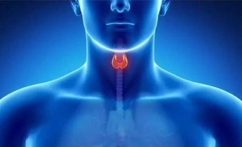 Science快递 | 揭开甲状腺的神秘面纱，开启代谢药物新征程