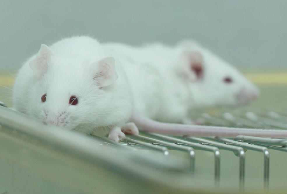 带你相识esball临床前钻研服务 