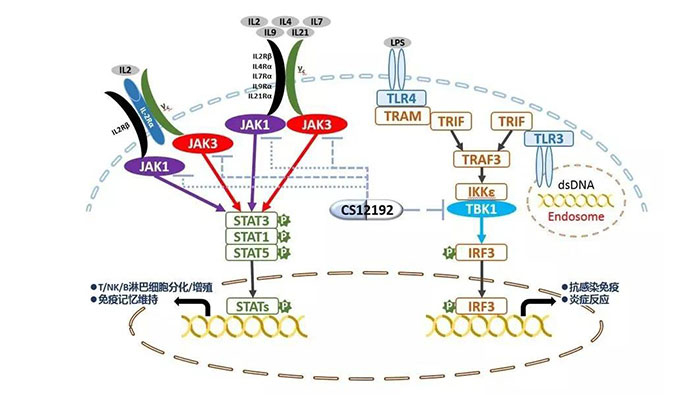 自身免疫疾病或迎新疗法！esball助力微芯生物CS12192获批FDA