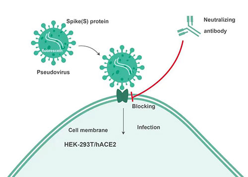 Cell-based中和抗体检测道理.jpg