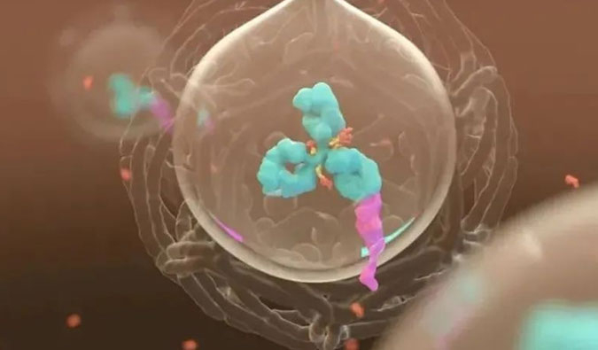 美研 | ADC，为靶向给药而精准深耕