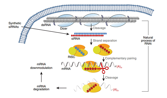 新药研发第三次海潮——幼核酸药物(一)