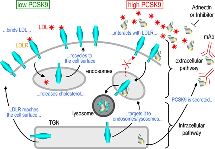 PCSK9-诱导-LDL-R-降解的细胞内表蹊径的示意图.png