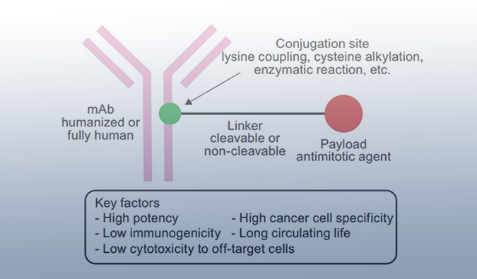 ADC药物：迎接市场热潮，攻破研发壁垒