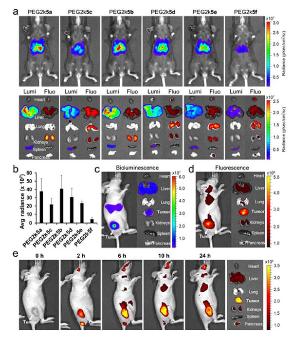 递送和NIR影像，Luc mRNA; Ⅳ and intra-tumoral.jpg