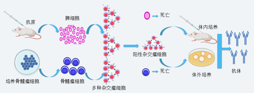 esball抗体开发技术