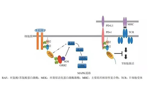 esball助力凌达生物SHP2变构抑造剂RG001片获批临床.jpg