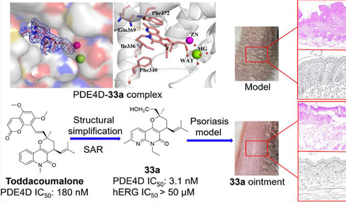 发现用于部门医治牛皮癣的新型PDE4抑造剂，幼鼠、大鼠和人肝微粒体的代谢不变性尝试通过esball测定
