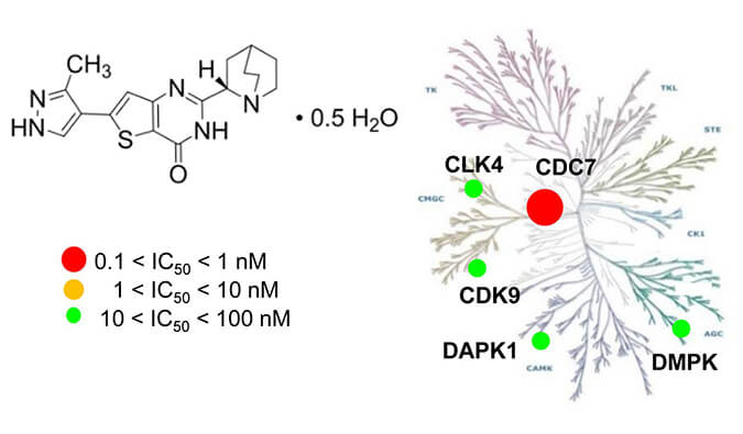 TAK-931是一种高特异性CDC7抑造剂，拥有抗肿瘤功效，本钻研中体内药效尝试通过esball进行