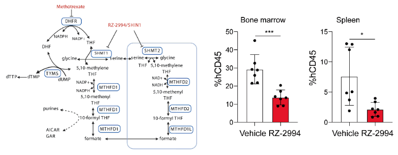 钻研人员使用RZ-2994来表征抑造SHMT1/2在T细胞急性淋巴细胞白血病 (T-ALL) 中的作用，RZ-2994通过esball定造合成