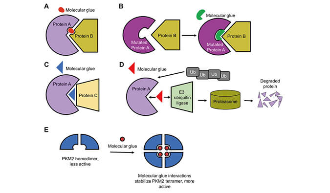 靶向蛋白降解系列（三）：分子胶，挑战不成成药