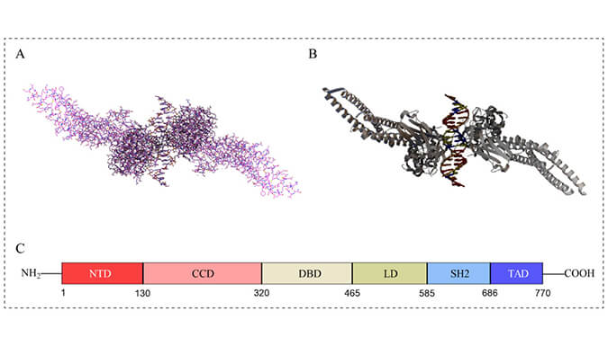 美研| STAT3——肿瘤钻研与靶向医治的热点候选者！