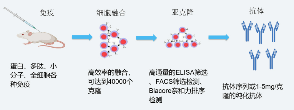 esball杂交瘤技术平台开发流程