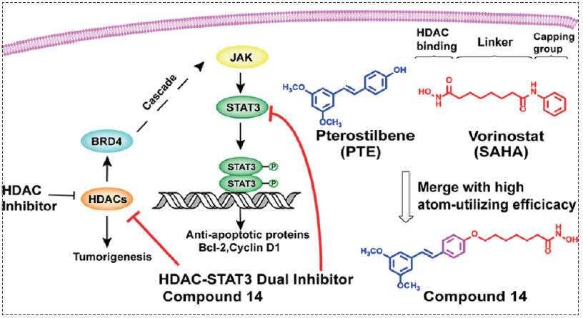HDAC-BRD4-LIFR-JAK-STAT3信号级联反映.png