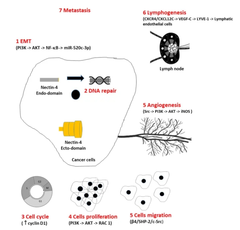 Nectin-4参加肿瘤产生和新陈代谢机造