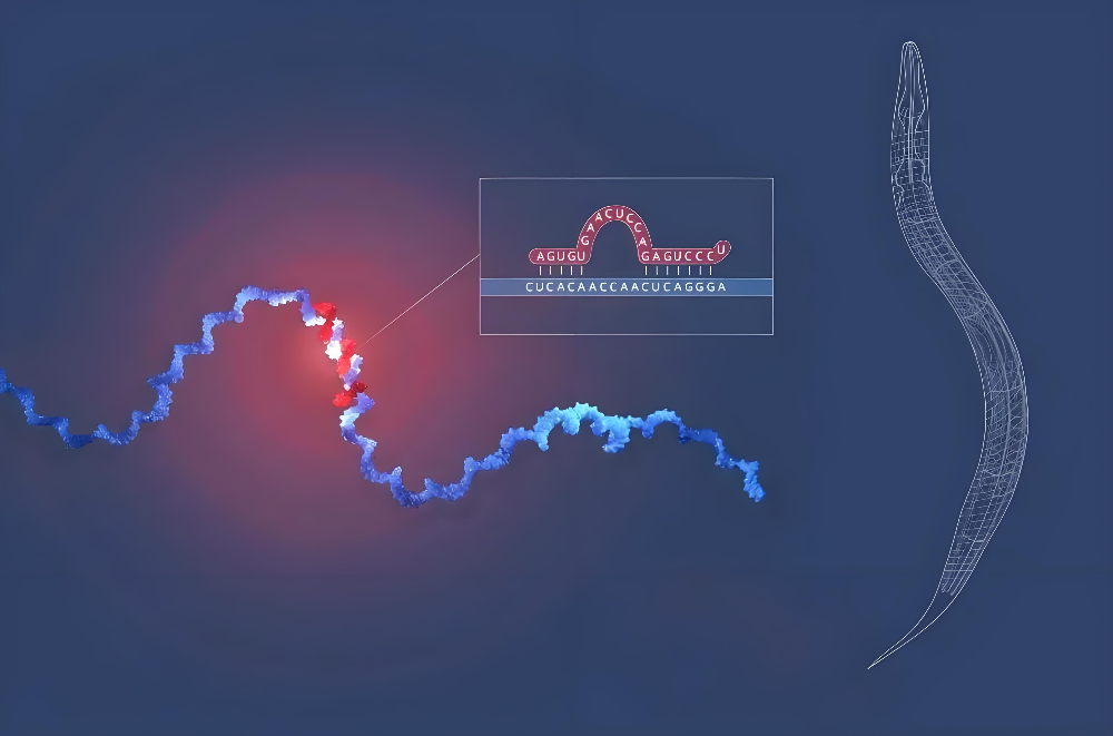 miRNA成诺贝尔奖明星分子，esball正全快赋能核酸药物研发