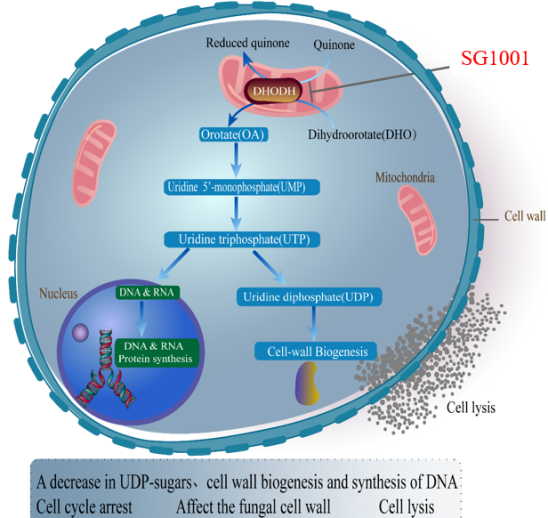 esball祝贺祥根生物创新药SG1001实现首例受试者给药