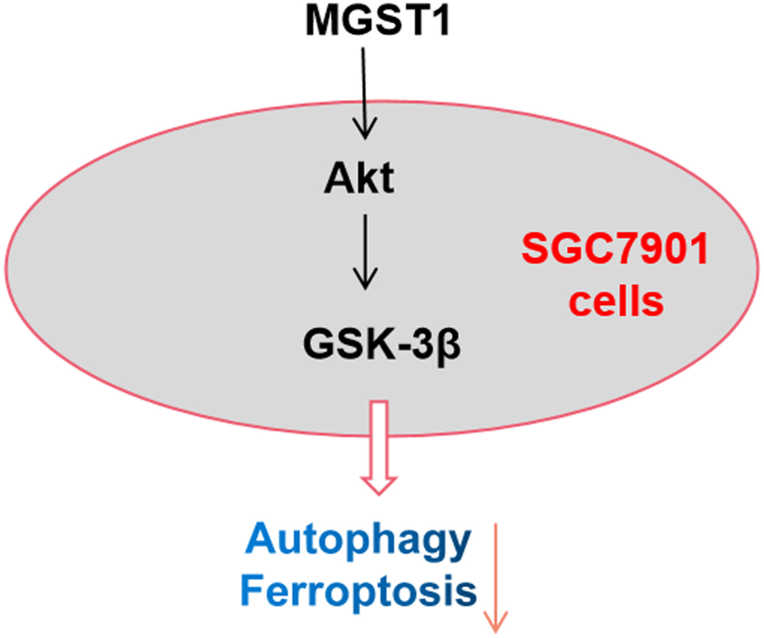 MGST1过表白通过激活Akt/GSK-3β信号通路诱导胃癌细胞增殖，本钻研中MGST1过表白等体表尝试通过esball进行