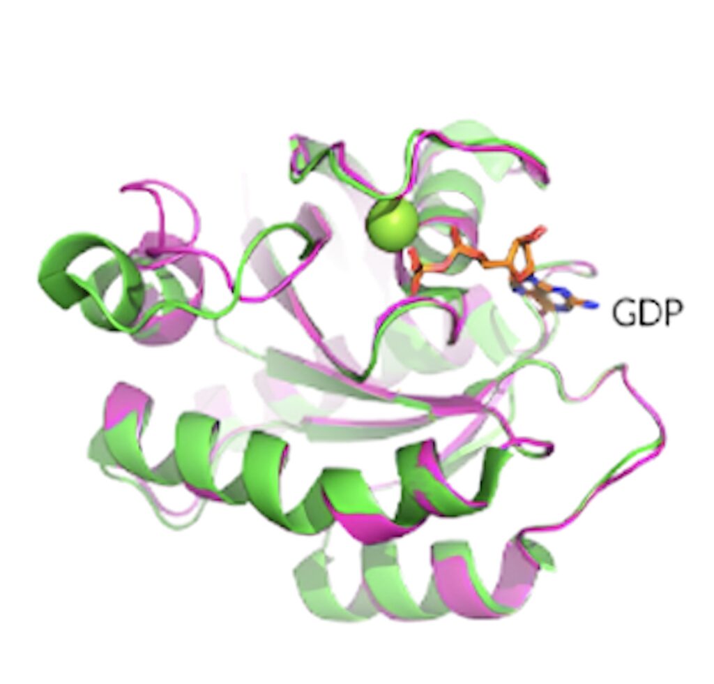 KRAS G12D晶体结构揭示了蛋白质的构象和 GDP 结合状态。.jpeg